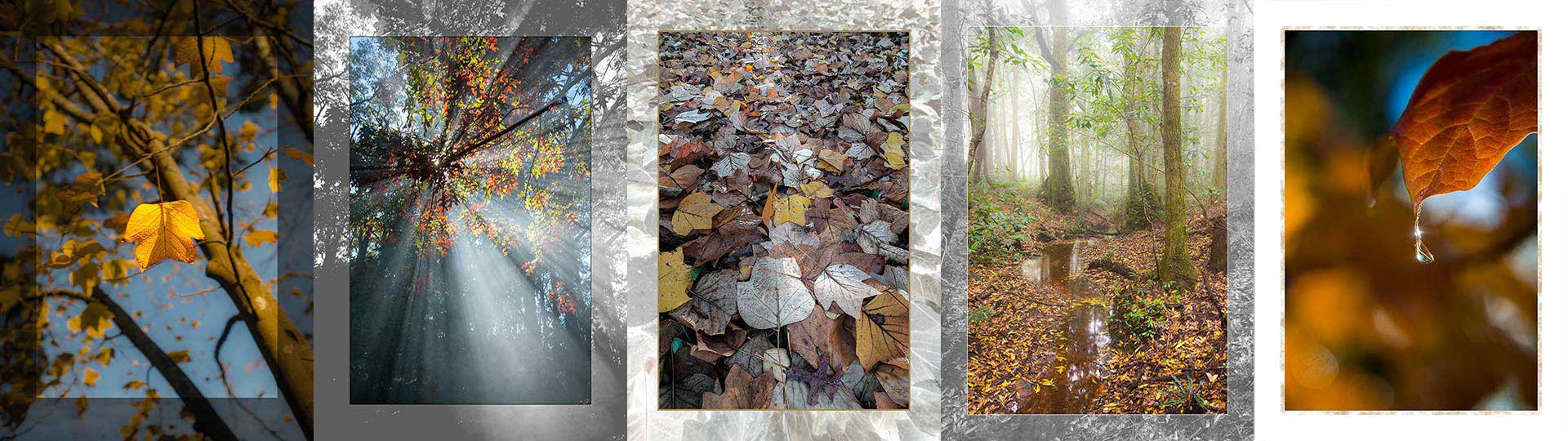 montage of colored leaves images merged into one for home page